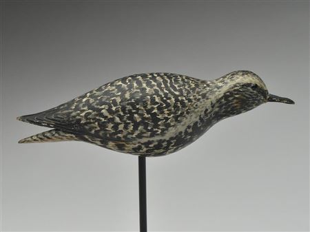 Running black bellied plover
