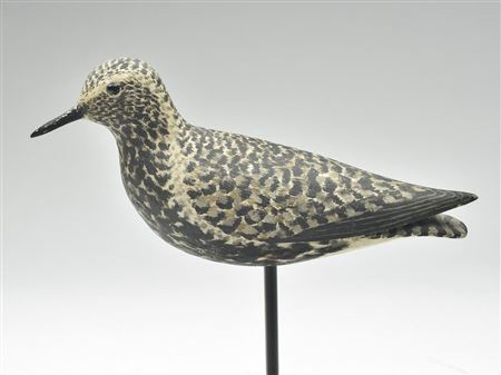 Very rare turned head black bellied plover