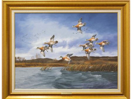 Winter Quarters - American Widgeon