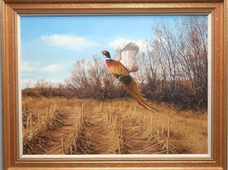 A Single Flushing Pheasant