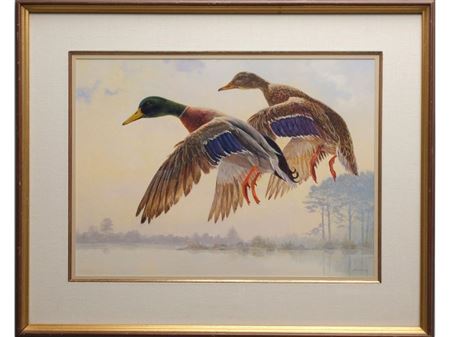 Depicts a pair of mallards in descent