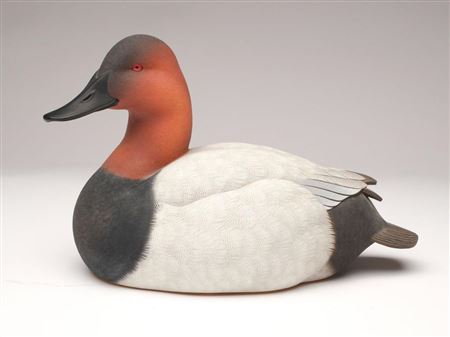 Canvasback