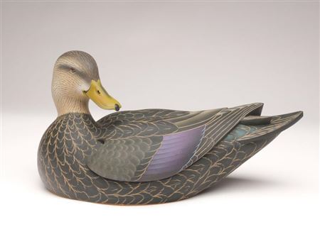 Preening black duck