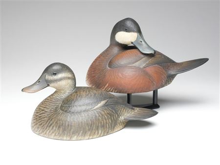 Excellent pair of ruddy ducks