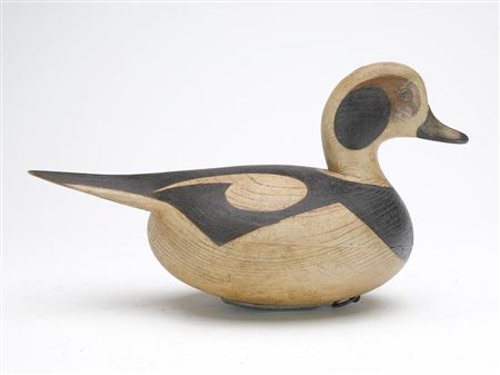 Long tail duck