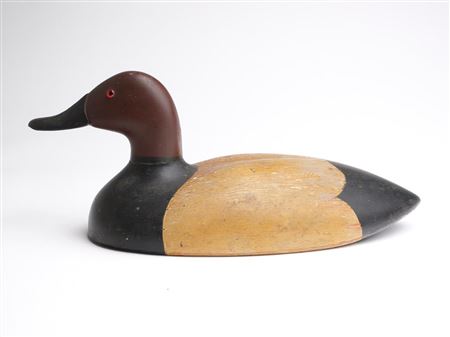 Canvasback drake