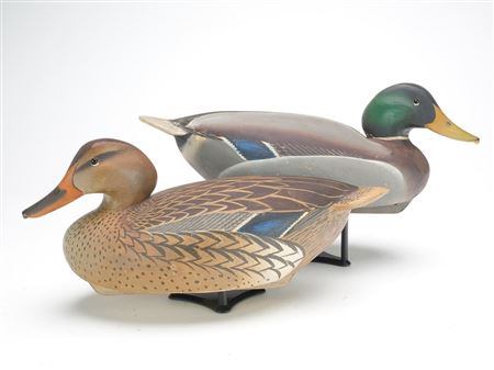 Rare rigmate pair of mallards