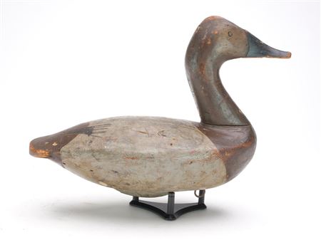 Outstanding high head canvasback hen