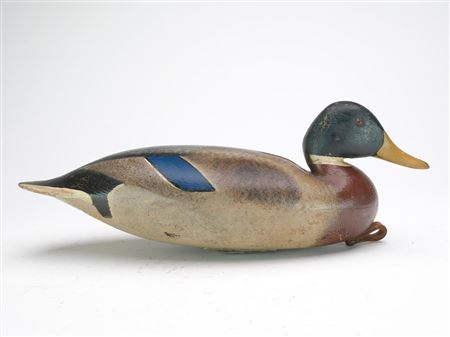 Rare and outstanding mallard