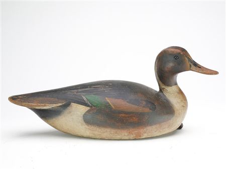 Pintail