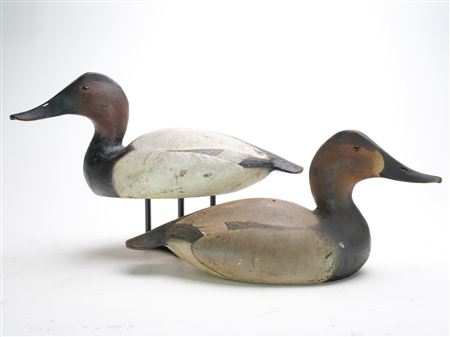 Pair of canvasbacks