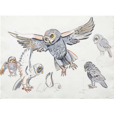 Owl Studies