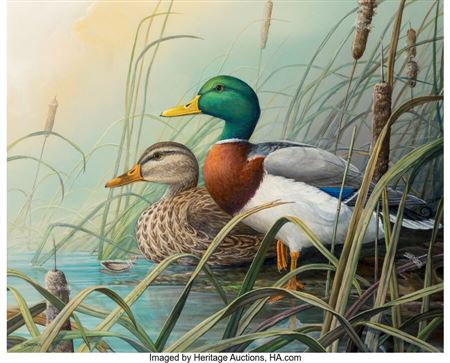 Mallard Pair