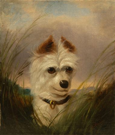 Terrier , 1889