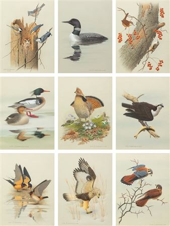 Group of Nine Works, American Bird Series, 1988