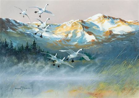 Trumpeter Swans, 2005