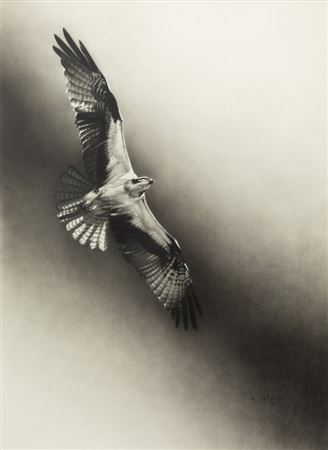 Osprey, 1996