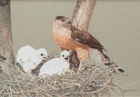 Hawk and Hawklings, 1992