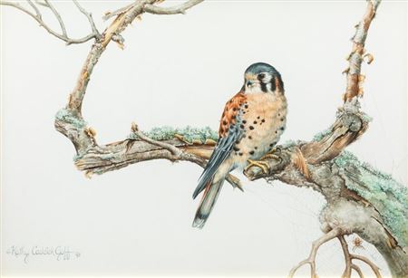 Kestrel, 1993
