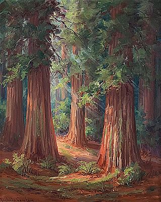 Redwood Forest