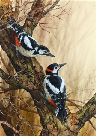 Great Spotted Woodpeckers