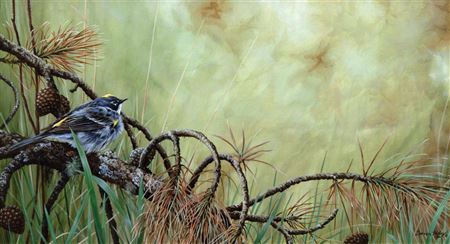 Myrtle Warbler