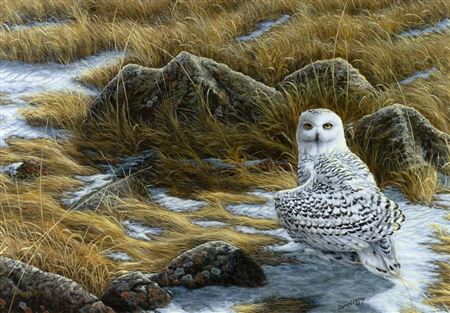 Snowy Owl