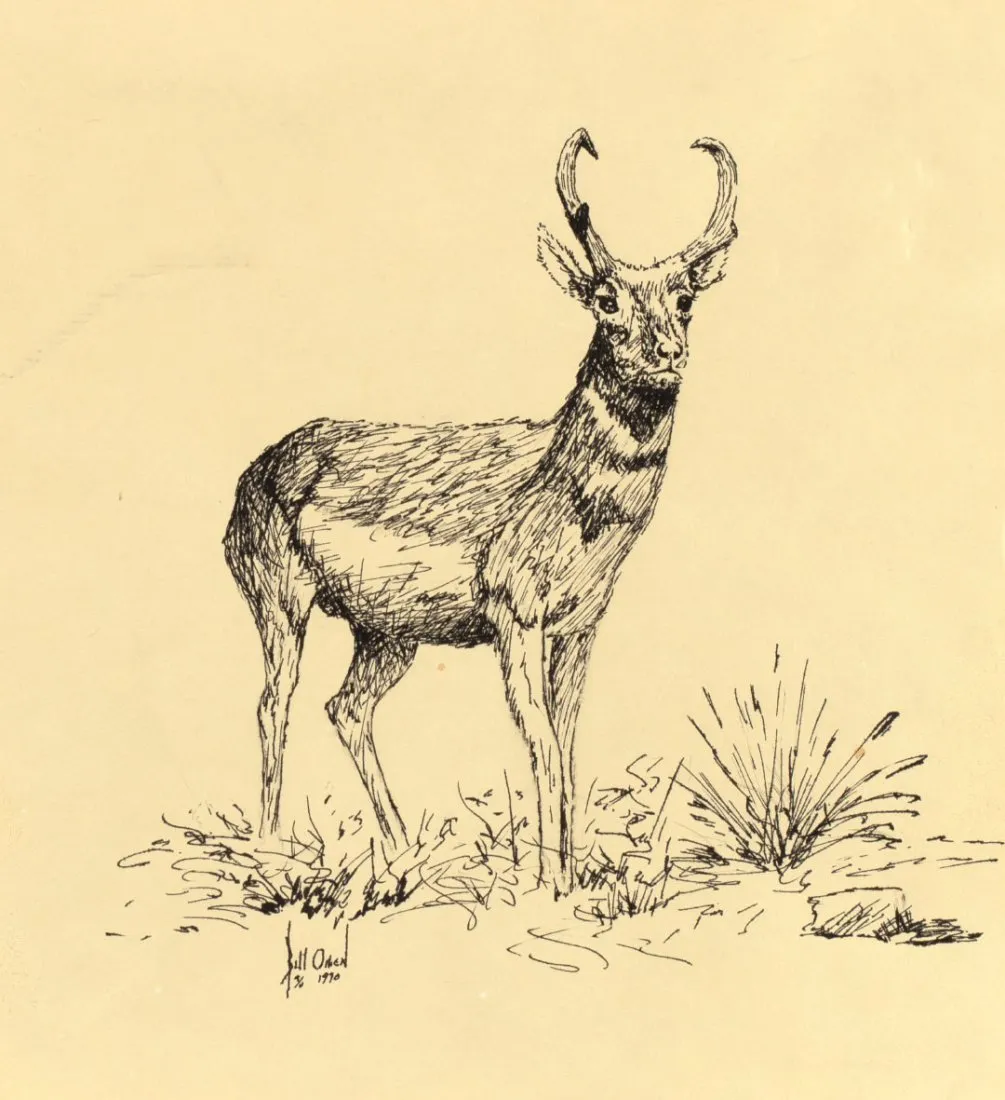 Collection of Six Drawings