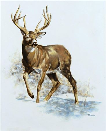 Untitled (White-tailed Deer)