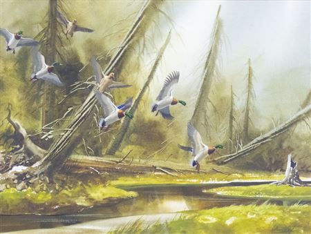 Ducks in the Down Timber