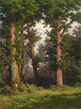 Forest of oaks.