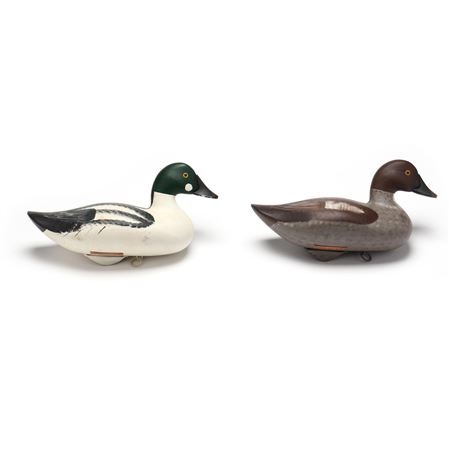 Pair of Goldeneye