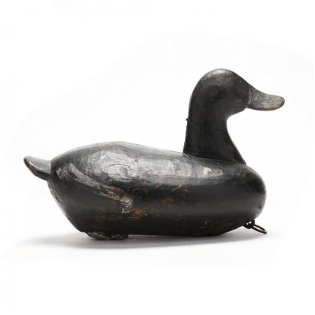 Published Ruddy Duck