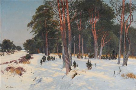 Pine forest in winter