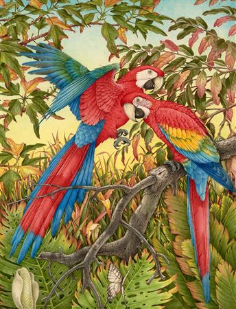 South American Macaws