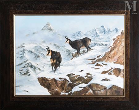 Two chamois in the snowy mountain