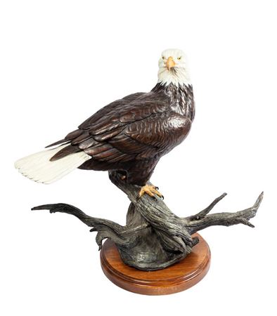 American Bald Eagle