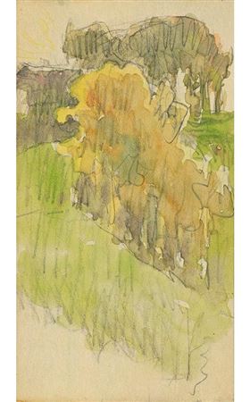 Trees in Landscape