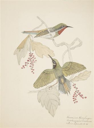"Hawaiian Honeycreeper"