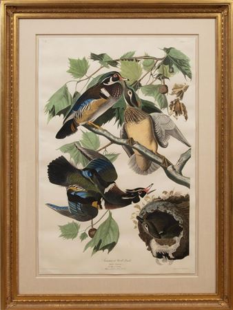 "Summer or Wood Duck"