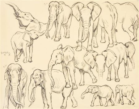 Study of elephants