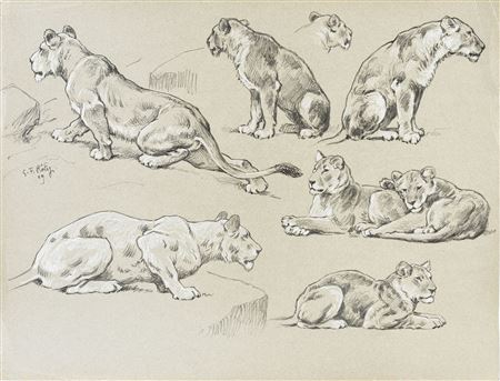 Studies of lions and lions