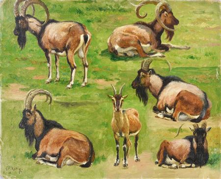 Study of Corsican mouflons