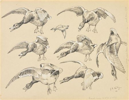 Study of ducks and teal