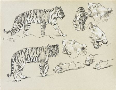 Study of tigers