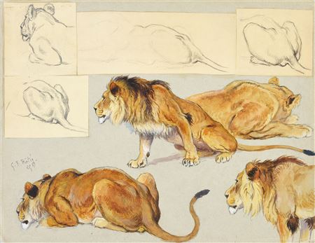 Study of lions