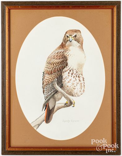 Hawk