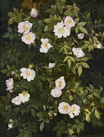 Dog roses, 1989