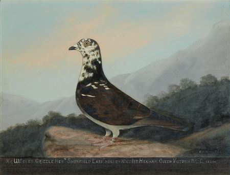 Portraits of Mr W. Cole's Racing Pigeons (4)