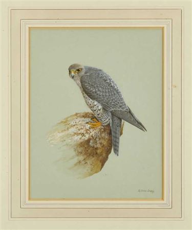 A Gyrfalcon